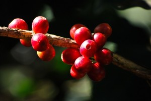 Café
